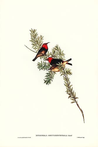 Red-headed Honey-eater-Myzomela erythrocephala Art Print