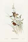 White-eared Grass Finch-Poephila leucotis Art Print