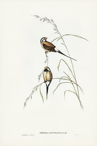 Long-tailed Grass Finch-Poephila acuticauda Art Print
