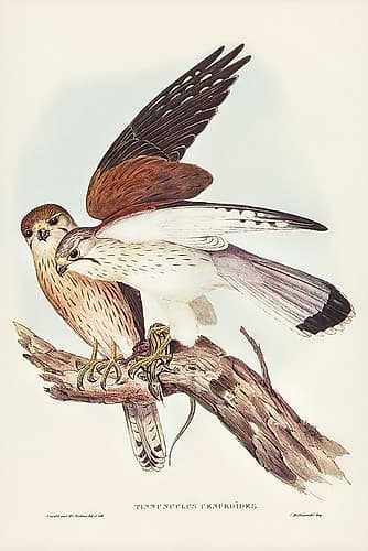 Nankeen Kestril-Tinnunculus Cencbroides Art Print