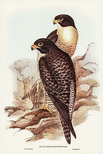Black-cheeked Falcon-Falco melanogenys Art Print