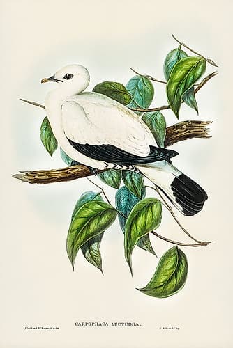 Torres Strait Fruit Pigeon-Carpophaga luctuosa Art Print