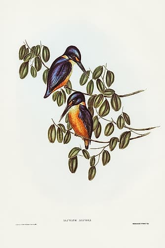Azure Kingfisher-Alcyone azurea Art Print