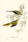 Elegant Grass-Parakeet-Euphema elegans Art Print
