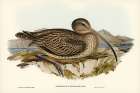 Australian Curlew-Numenius Australis Art Print by John Gould