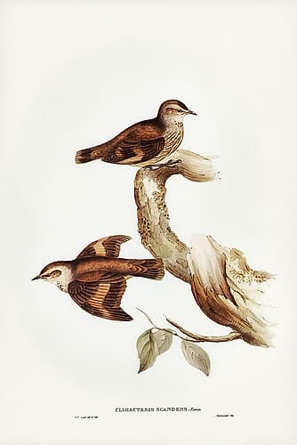 Brown Tree-Creeper-Climacteris scandens Art Print