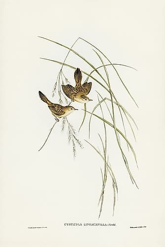 Lineated Warbler-Cysticola lineocapilla Animals Print