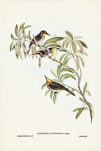 Fulvous-fronted Honey-eater-Glyciphila fulvifrons Art Print