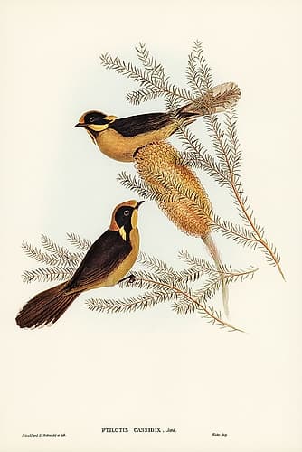Helmeted Honey-eater-Ptilotis cassidix Art Print