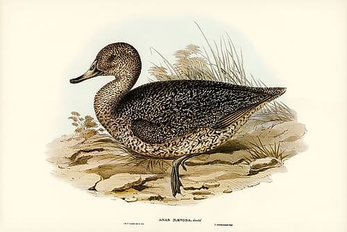 Freckled Duck-Anus naevosa Art Print