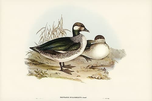 Beautiful Pygmy Goose-Nettapus pulchellus Art Print