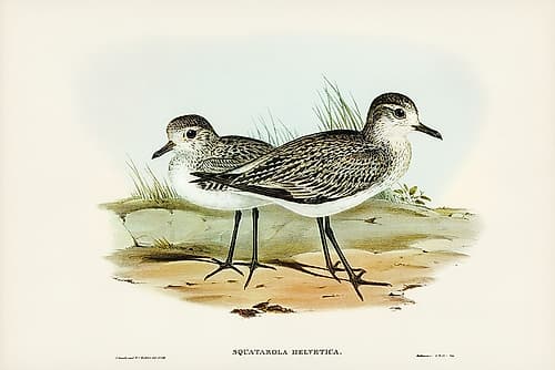 Grey Plover-Squatarola Helvetica Art Print