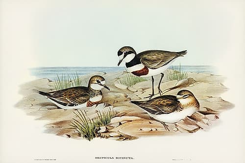 Double-banded Dottrel-Hiaticula bicincta Art Print