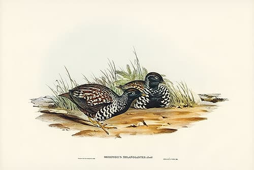 Black-breasted Hemipode-Hemipodius melanogaster Art Print