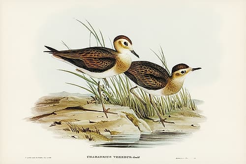 Brown Plover-Charadrius veredus Art Print