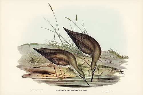 Grey-rumped Sandpaper-Totanus griseopygius Art Print