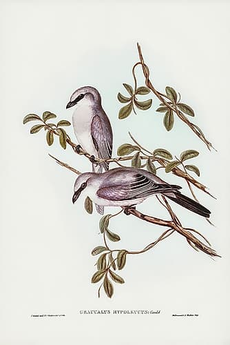 White-bellied Graucalus-Graucalus hypoleucus Art Print