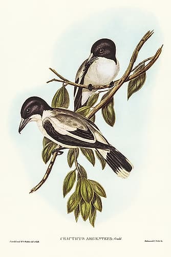 Silvery-backed Butcher-Bird-Cracticus argenteus Art Print