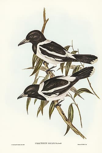 Pied Crow-Shrike-Cracticus picatus Art Print