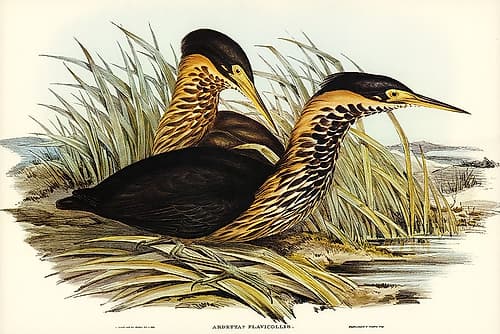 Yellow-necked Bittern-Ardetta flavicollis Art Print