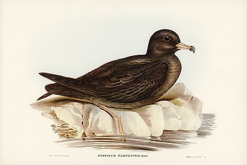Fleshy-footed Petrel-Puffinus carneipes Art Print