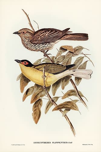 Yellow-bellied Sphecotheres-Sphecotheres flaviventris Art Print