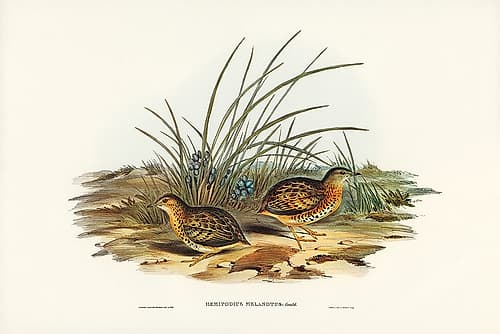 Black-backed Hemipode-Hemipodius melanotus Art Print