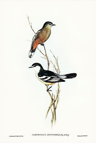 Black and White cuckooshrike-Campephaga leucomela Art Print