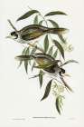 Garrulous Honey-eater-Myzantha garrula Art Print