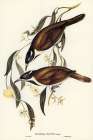 Blue-faced Entomyza-Entomyza cyanotis Art Print