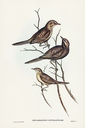 Black-breasted Songlark-Cincloramphus cantillans Art Print