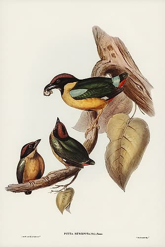 Noisy Pitta-Pitta strepitans Art Print