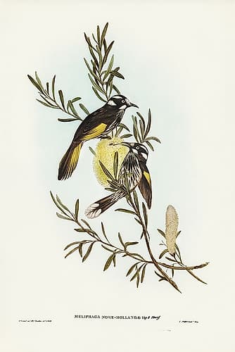 New Holland Honey-eater Art Print