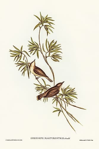 Great-billed Gerygone-Gerygone magnirostris Art Print