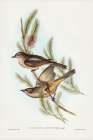 Buff-bellied shrike-thrush-Colluricincla rufiventris Art Print