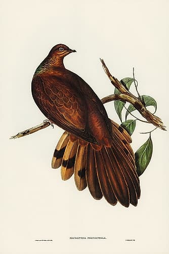 Pheasant-tailed Pigeon-Macropygia Phasianella Art Print