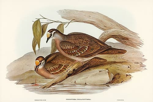 Bronze-winged Pigeon-Peristera chalcoptera Art Print