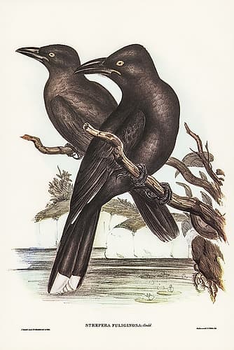 Sooty Crow-Shrike-Strepera fuliginose Art Print