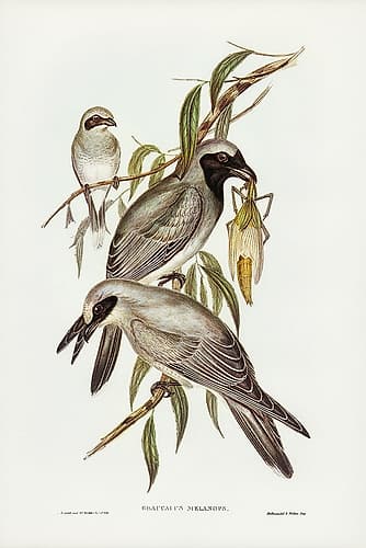 Black-faced cuckooshrike-Graucalus melanops Art Print