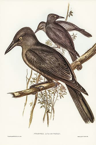 Grey Crow-Shrike-Strepera Anaphonensis Art Print