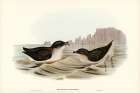 Diving Petrel-Puffinuria Urinatrix Art Print