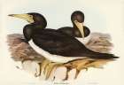 Brown Gannet-Sula fusca Art Print