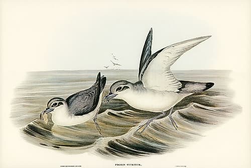 Dove-like Prion-Prion Turtur Art Print