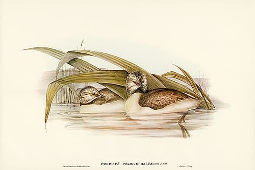 Hoary-headed Grebe-Podiceps poliocephalus Art Print