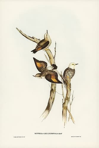 White-headed Sittella-Sittella leucocephala Art Print