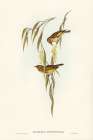 Red-throated Honey-eater-Entomophila rufogularis Art Print
