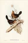 Downy Pycnoptilus-Pycnoptilus floccosus Art Print