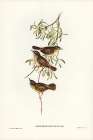 Allied Sericornis-Ericornis osculans Art Print by John Gould