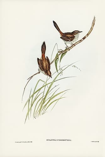 Red-rumped Wren-ylacola pyrrhopygia Art Print
