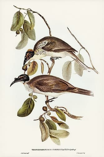 Friar Bird-Tropidorhynchus corniculatus Art Print